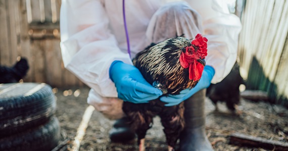 Person in a protective suit and gloves holds a rooster